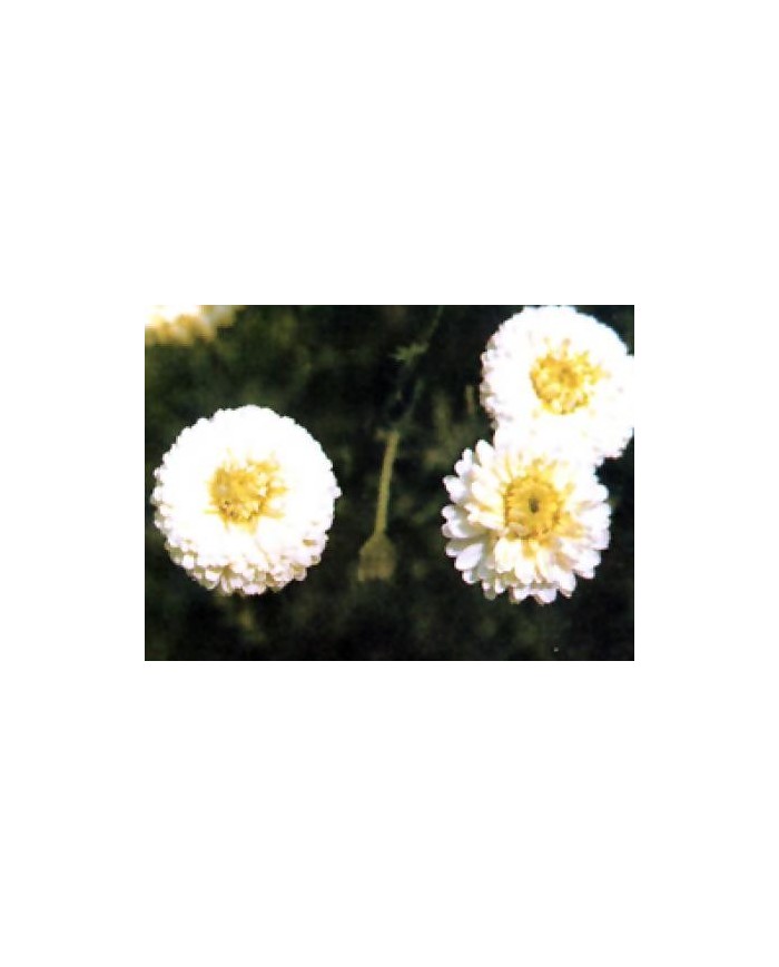 Camomilla romana