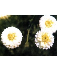 Camomilla romana