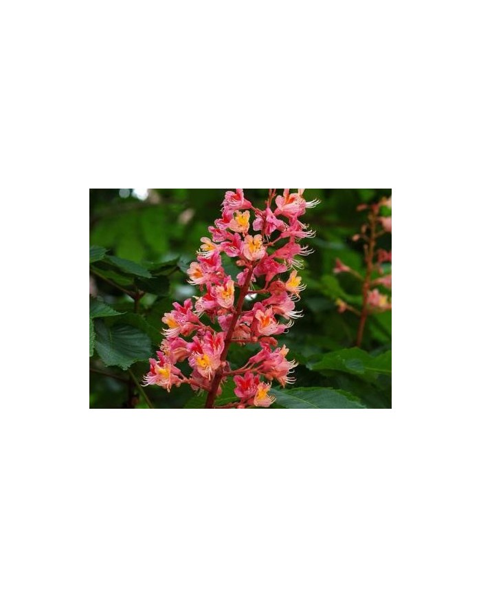Red chestnut