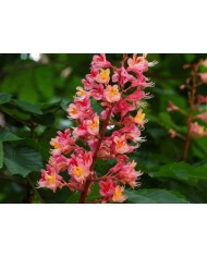 Red chestnut