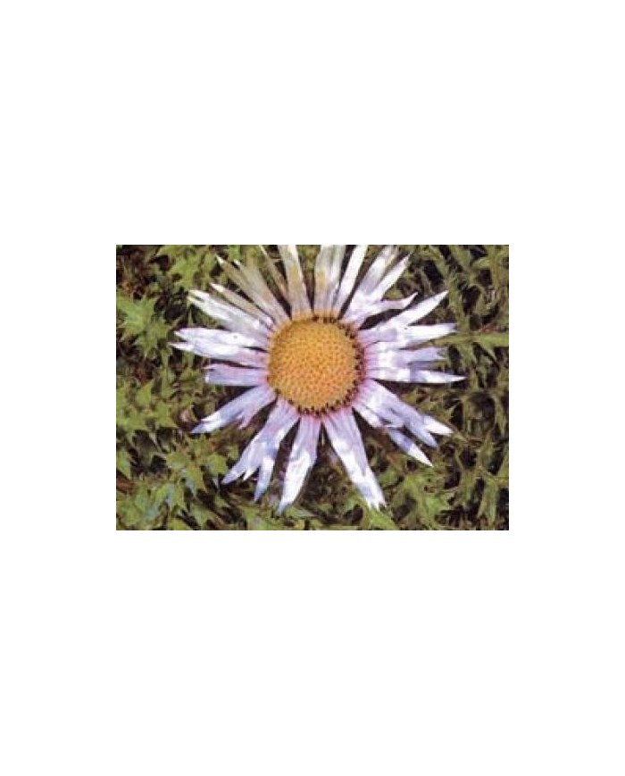 Carlina