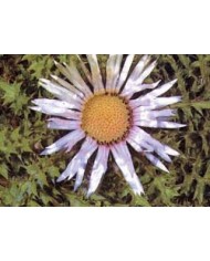Carlina