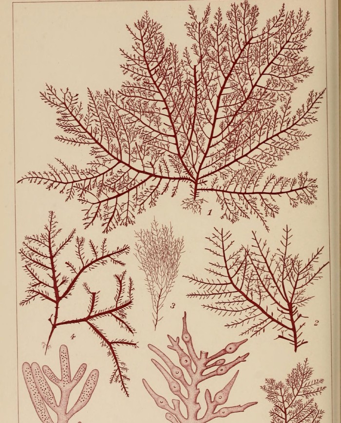 Acetosa rumex L.
