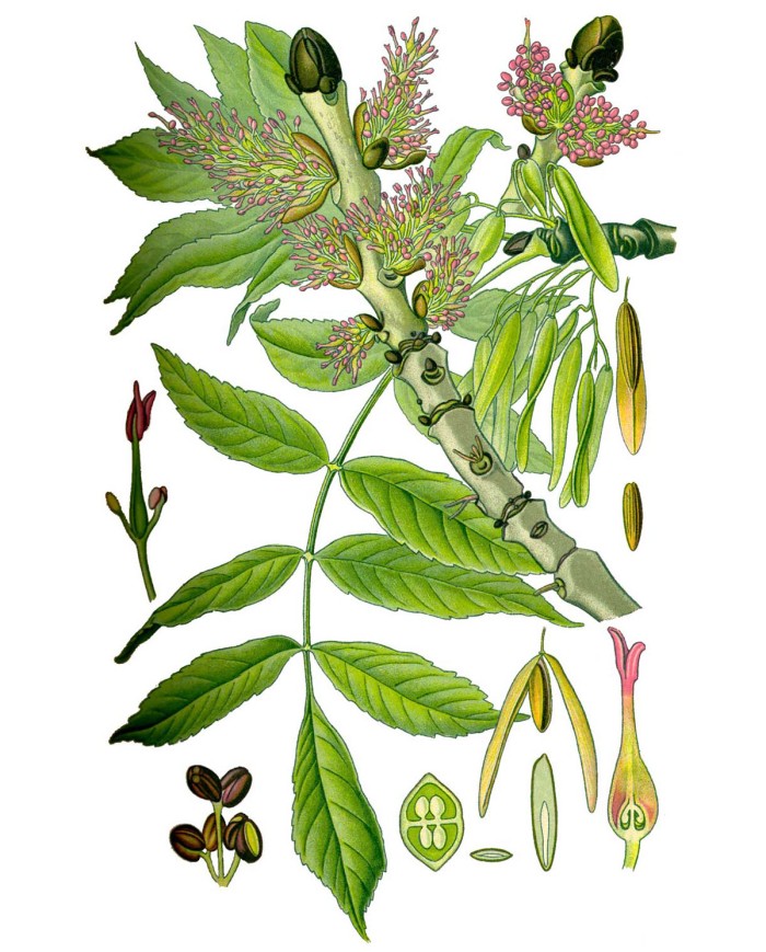 Frangula