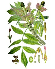 Frassino