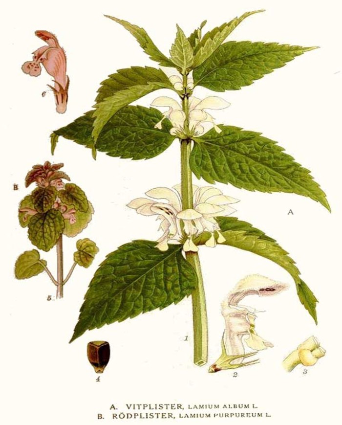 Lamio bianco