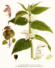 Lamio bianco