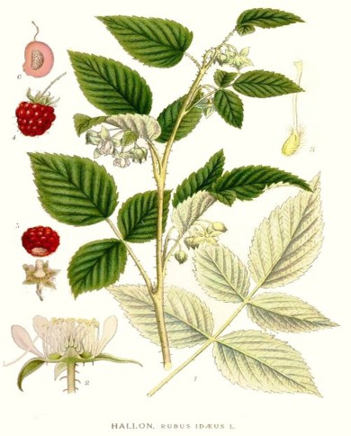 Lampone foglia