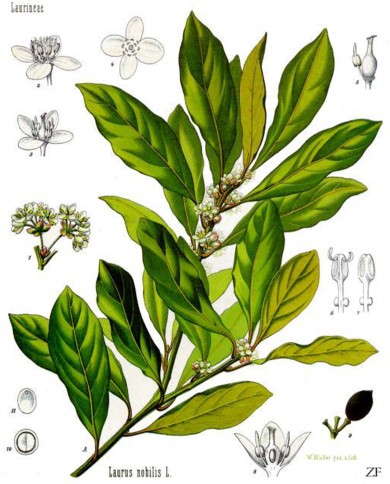 Lauro nobile