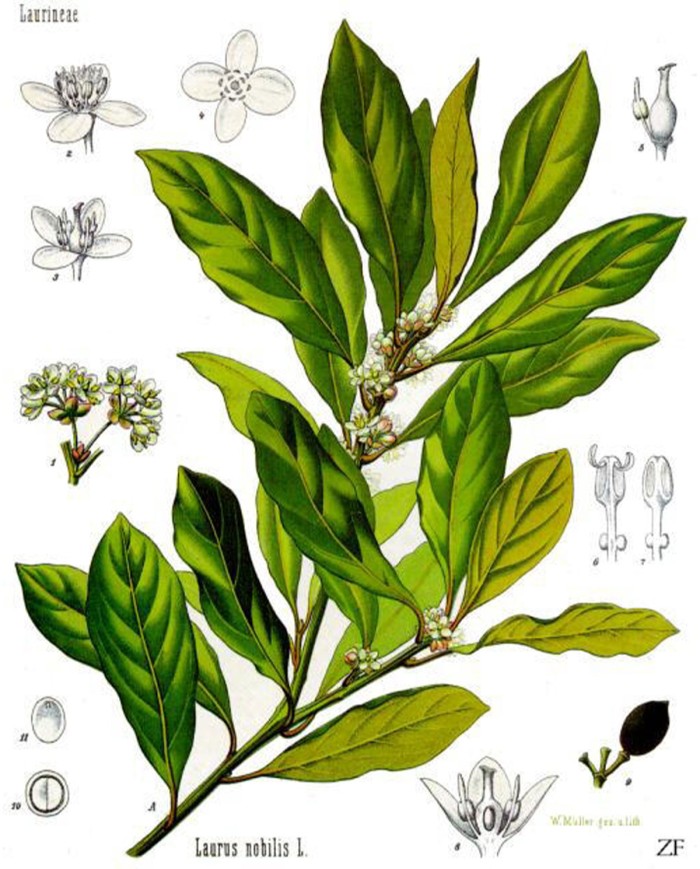 Lavanda