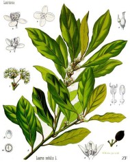 Lauro nobile