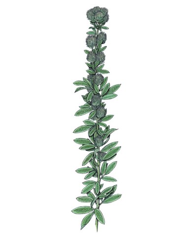 Lespedeza