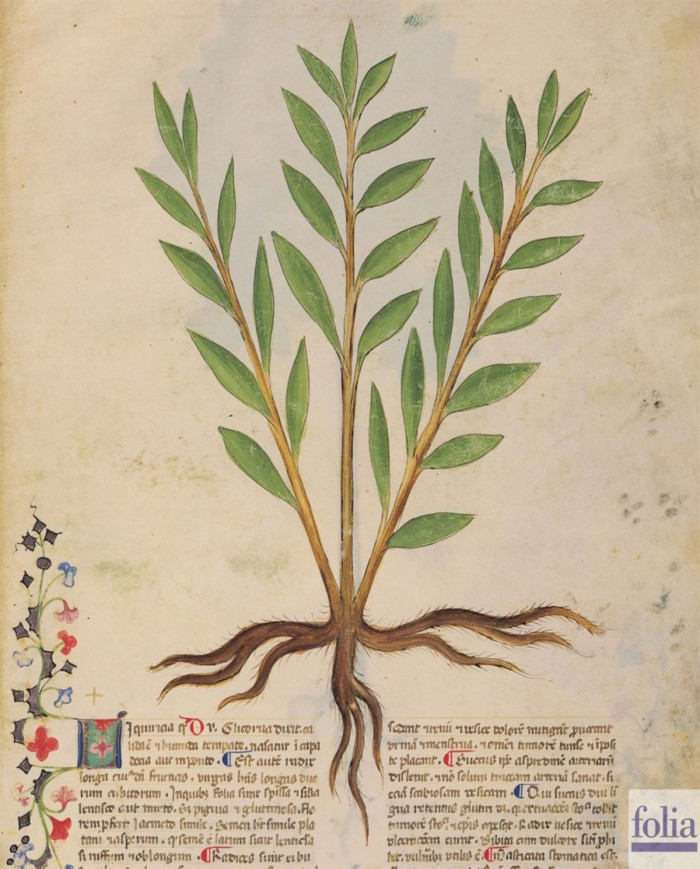 Liquerizia taglio tisana