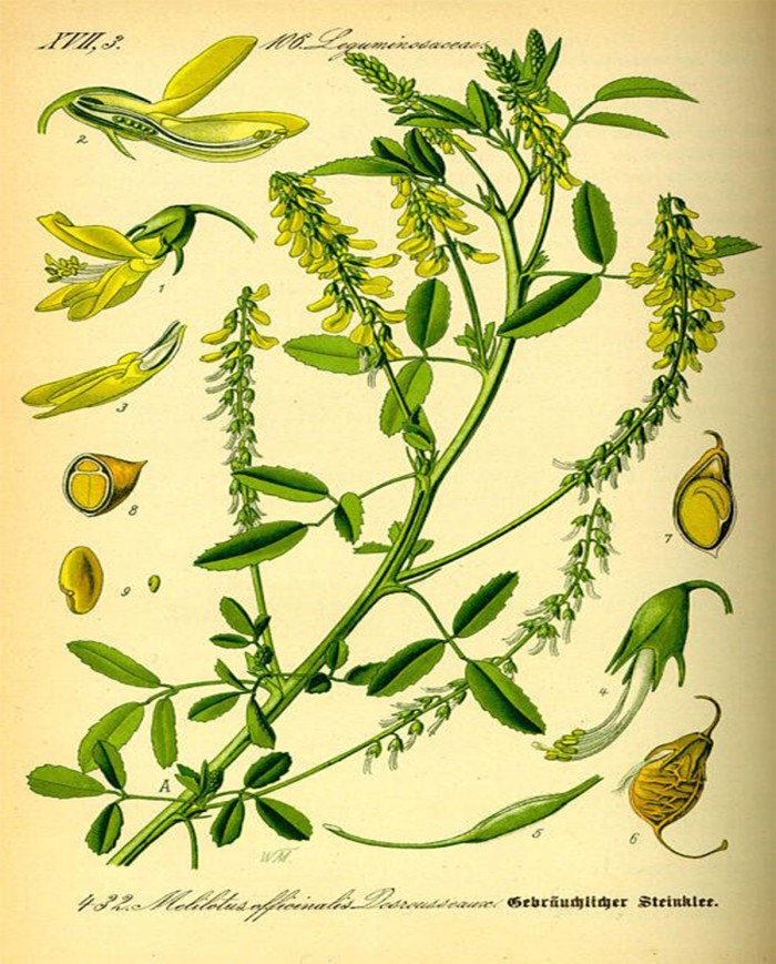 Menta piperita