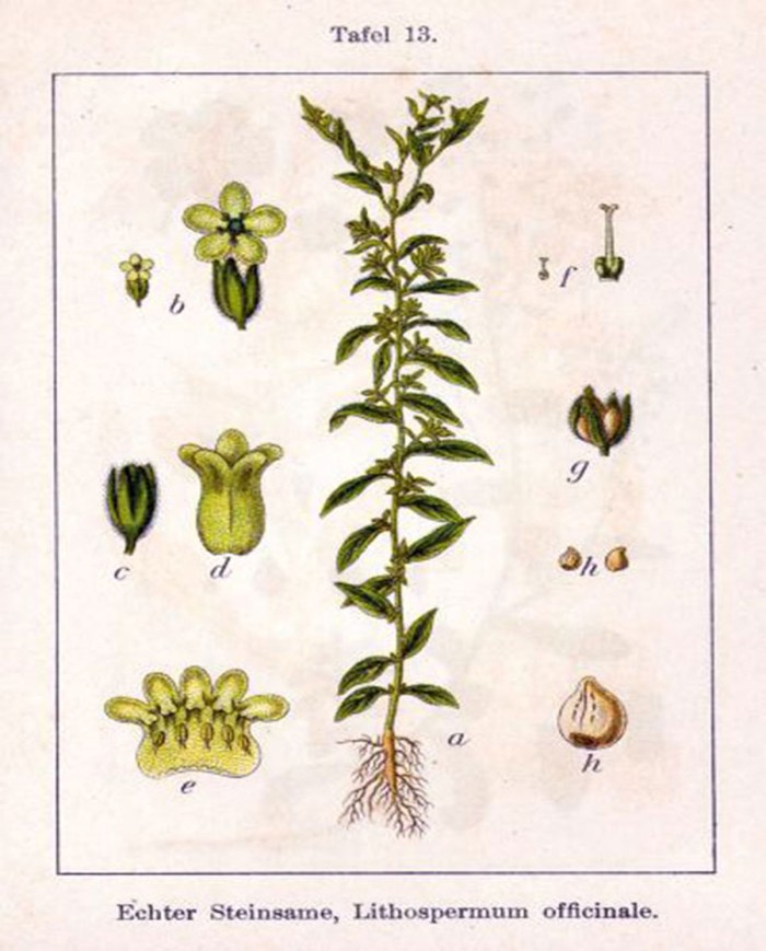 Migliarino