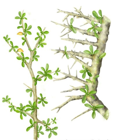 Mirra granello