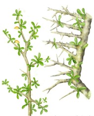 Mirra granello