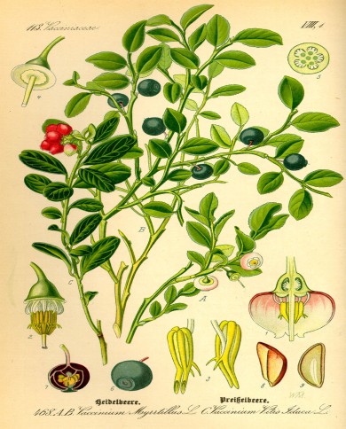 Mirtillo  foglia