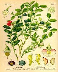 Mirtillo  foglia