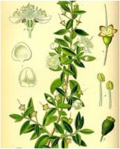 Mirto foglia