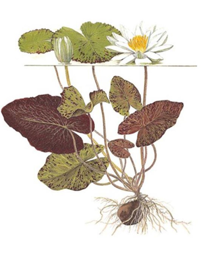 Ninfea lotus