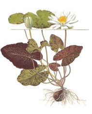 Ninfea lotus