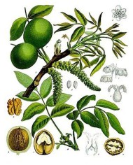 Noce mallo contuso