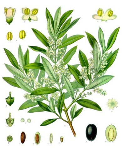 Olivo