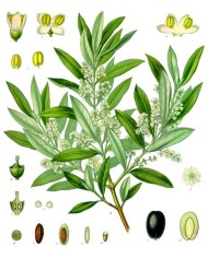 Olivo