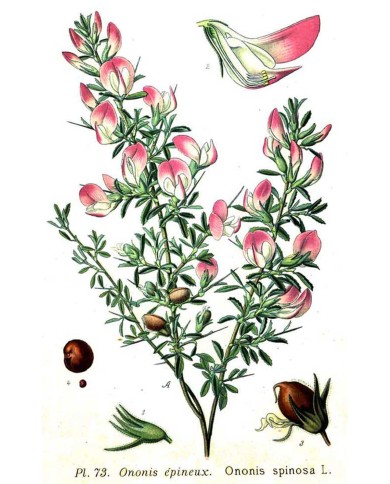 Ononide spinosa