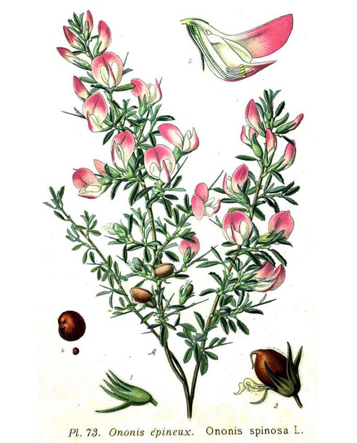 Origano