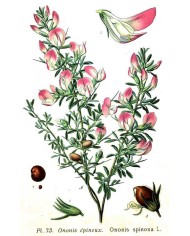 Ononide spinosa