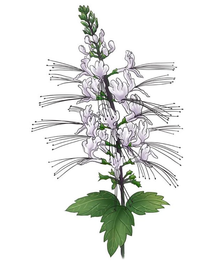 Orthosiphon