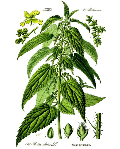 Ortica foglia