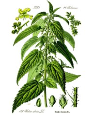Ortica foglia