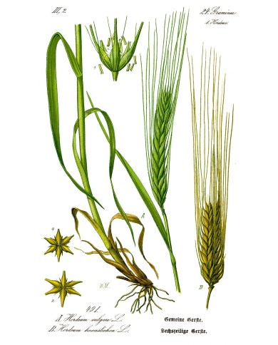 Orzo mondo