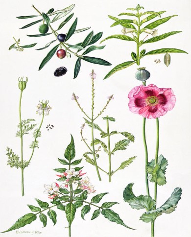 Papavero fiori