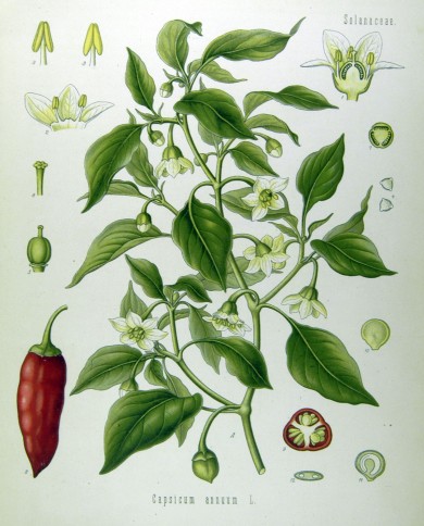 Paprica dolce