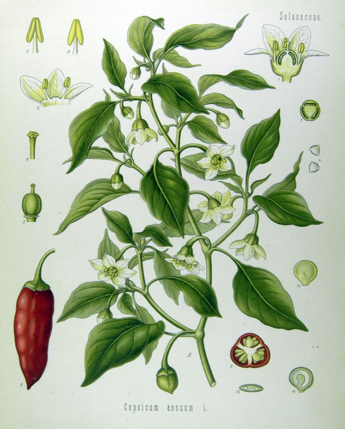Parietaria