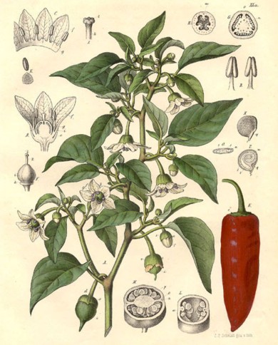 Peperoncino