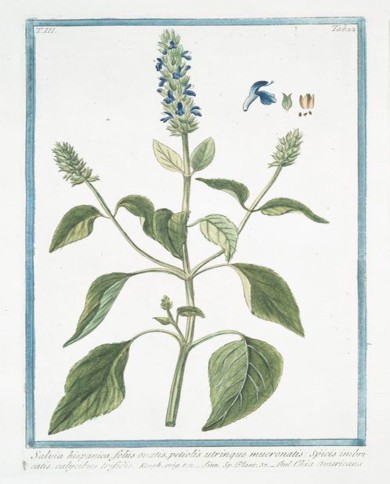 Chia semi - Salvia ispanica