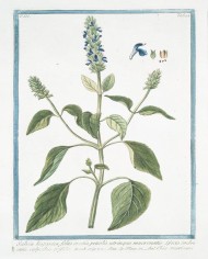 Chia semi - Salvia ispanica