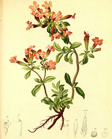 Saponaria radice