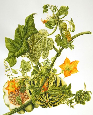 Zucca semi decorticati BIO 200 g.