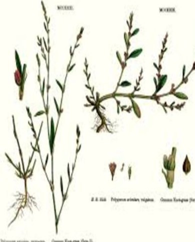 Centinodia