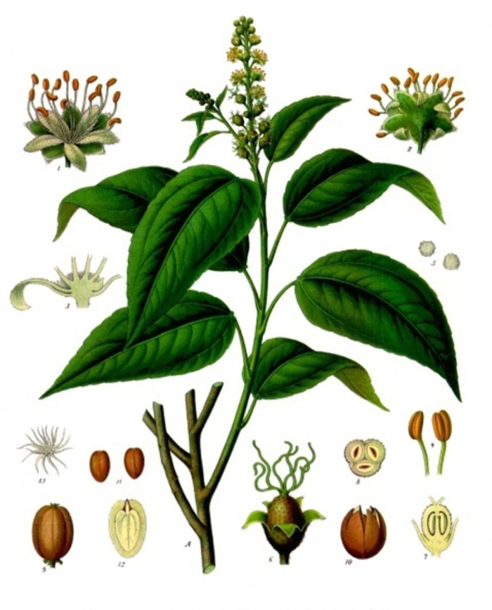 Cascara sagrada