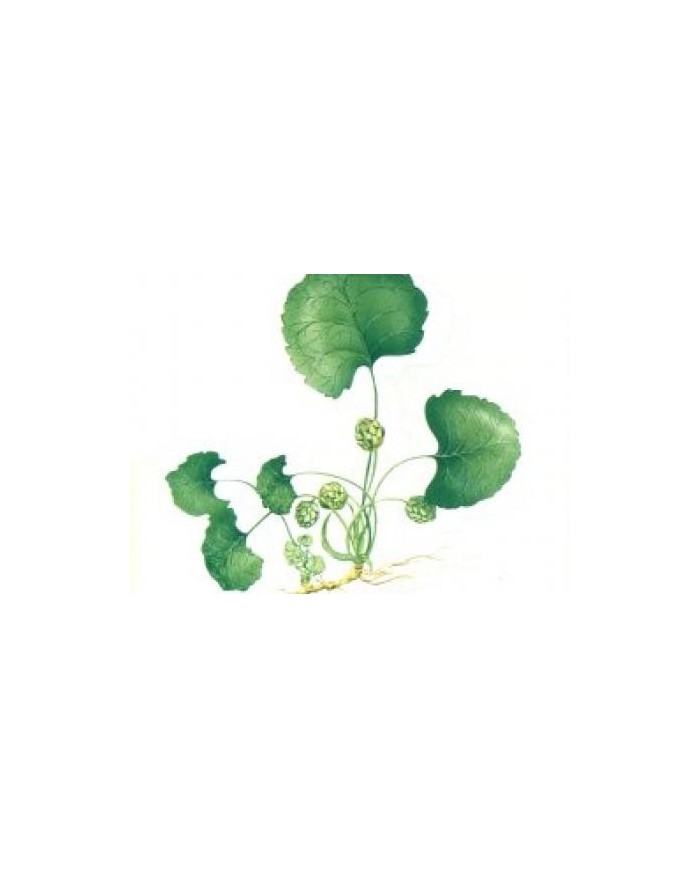 Centella asiatica