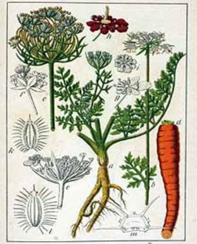 Carota semi