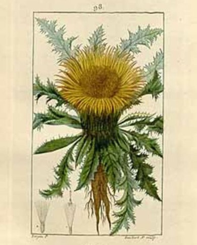 Carlina