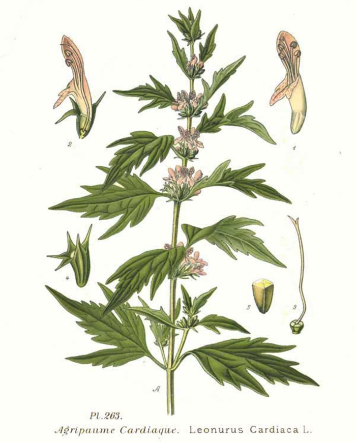 Cardamomo